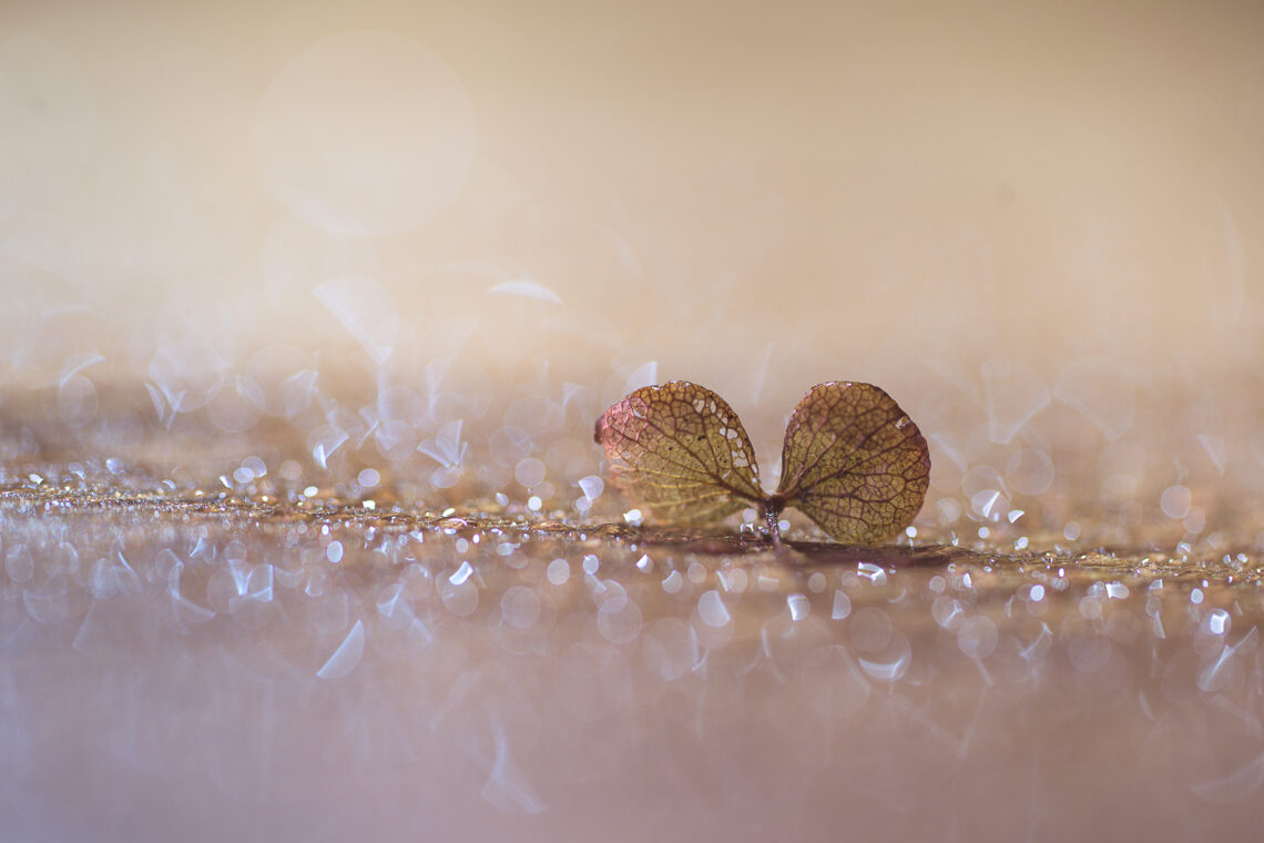 Macrofoto van Marjolein van Hekke