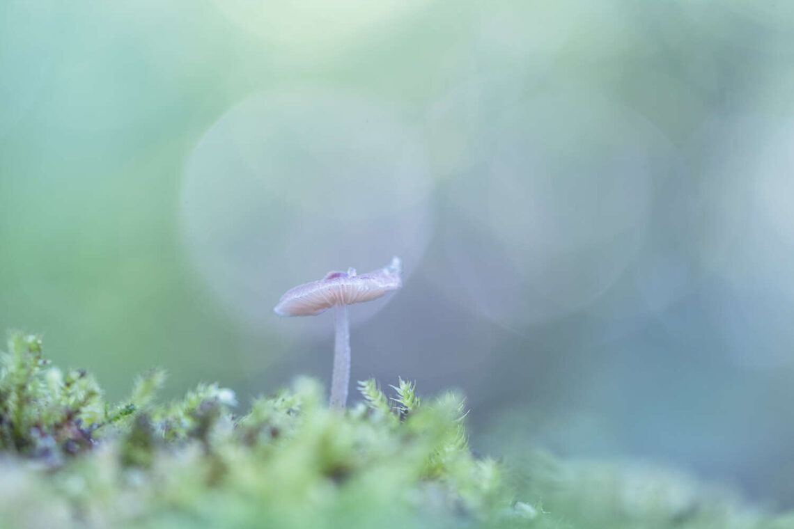 Draaibare statiefgondel voor Sony